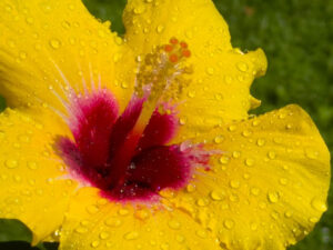 Beauty Right out My Front Door (New Poem by Polly Castor)