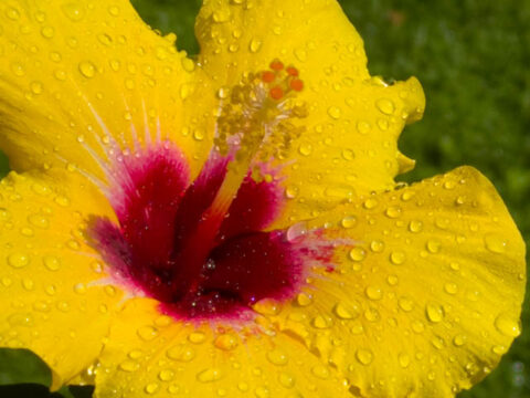 Beauty right out my front door, poem by Polly Castor