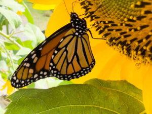 Butterfly Photos from Monhegan