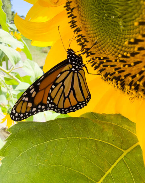Butterfly photos from Monhegan